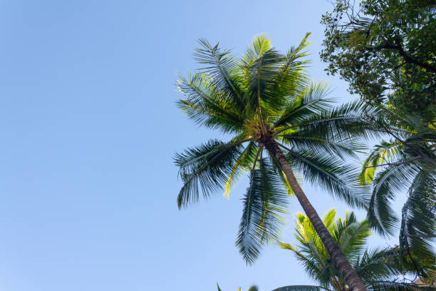 istock Palm trees in tropical storm warning.  Hurricanes and high wind damages. 1030454456