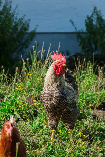 Full length view of a breeding rooster of the German Sparrowhawk breed in the front yard of a Bavarian farmhouse.