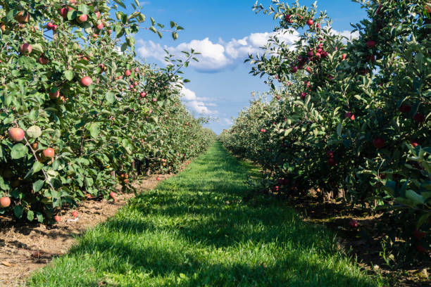 istock Apples - Malus Pyrinae - in the Old Country 1030455042
