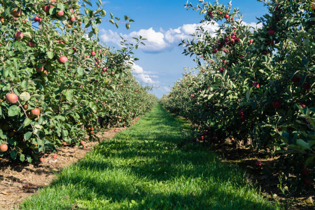 äpfel - malus pyrinae - im alten terra - pyrinae - fotografias e filmes do acervo