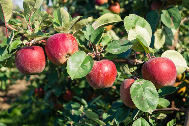 istock Apples - Malus Pyrinae - in the Old Country 1030455056