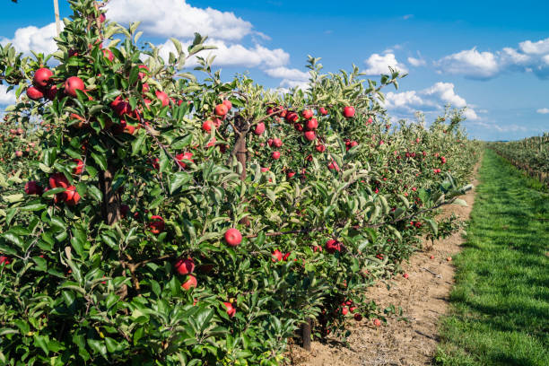 istock Apples - Malus Pyrinae - in the Old Country 1030455070