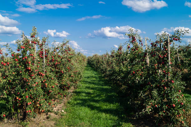 istock Apples - Malus Pyrinae - in the Old Country 1030455132