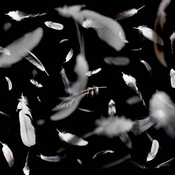 Falling feathers abstract pattern Abstract pattern of falling feathers on a black background. white crow stock pictures, royalty-free photos & images