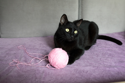 Black cat with ball of wool