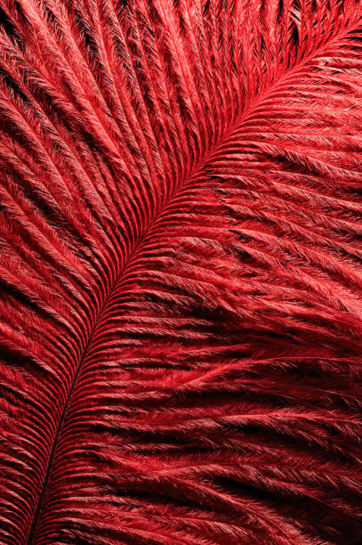 istock Fragment of birds feather. 1030455244