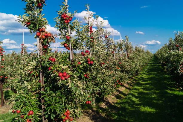 istock Apples - Malus Pyrinae - in the Old Country 1030455462