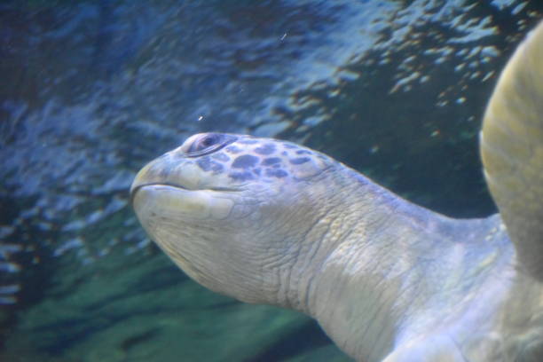 istock Green sea turtle close-up 1030457932
