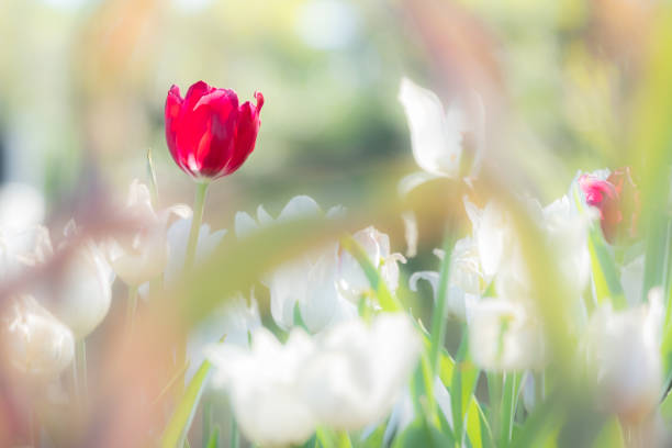istock beautiful red tulip in around white tulips. 1030458090