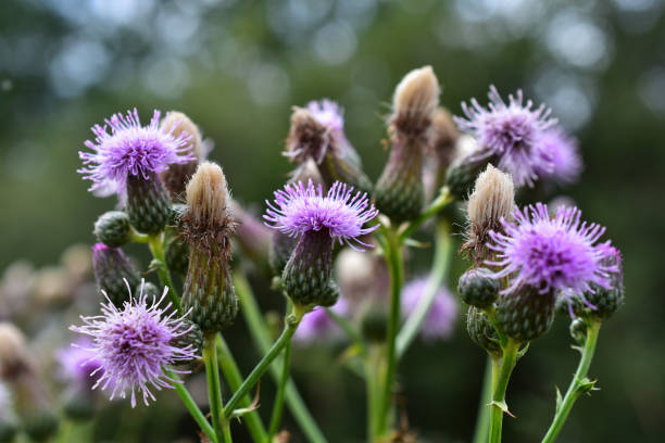 purple milk thistle plant - thorn spiked flower head blossom imagens e fotografias de stock