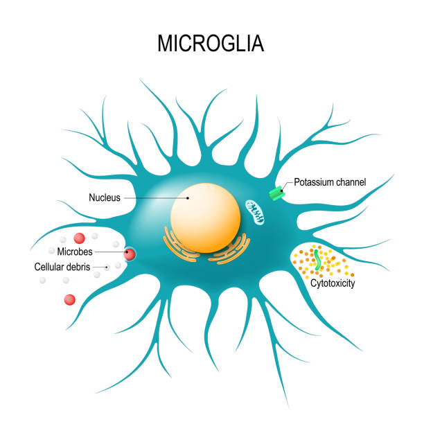 microglial 세포의 해부학 - 마이크로글리아 stock illustrations