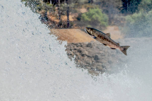 California Chinook Salmon Jumps In Waterfall stock photo