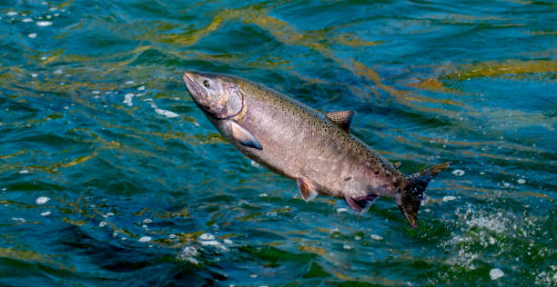 istock California Chinook Salmon Hen 1030459296