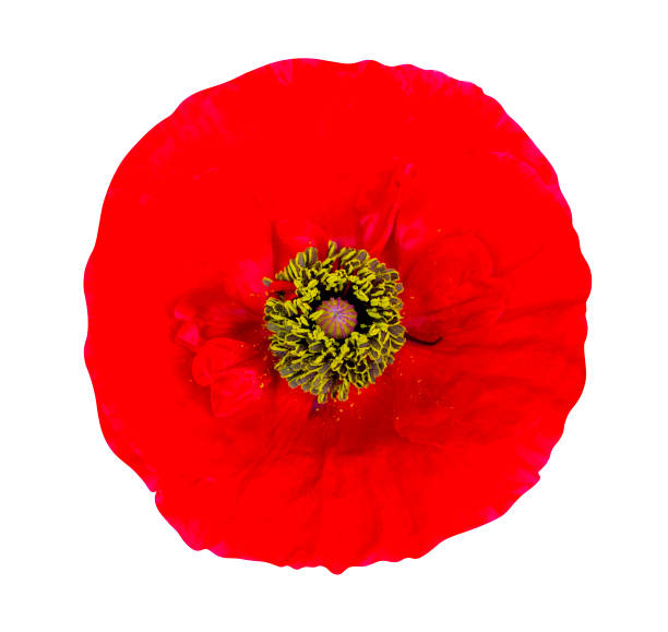 istock red poppy isolated on white background 1030467758
