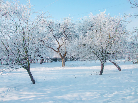 Blossoming Apple Trees at Lake Constance