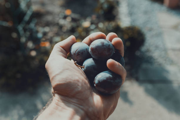 istock Man’s hands filed with ecological mature Hungarian plum 1030470798