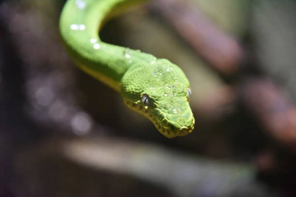 Green tree boa Emerald tree boa green boa snake corallus caninus stock pictures, royalty-free photos & images