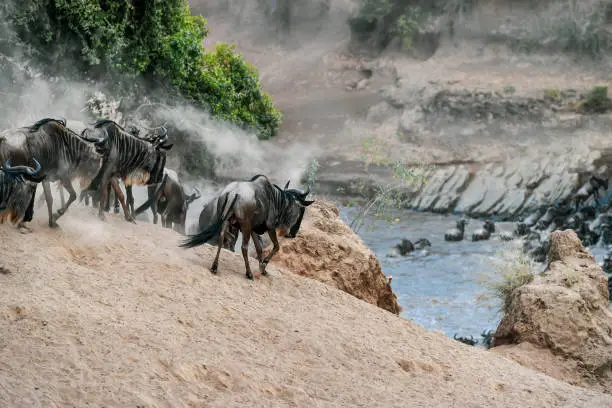 Gnu on the Mara River