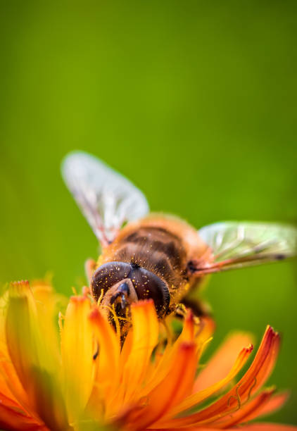 istock Bee collects nectar from flower crepis alpina 1030477556