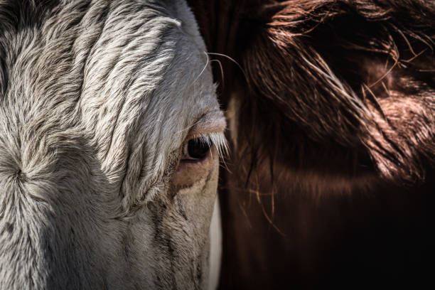 Close-up of a goat's eye. Concepts of beauty domestic animals. Natural lights.