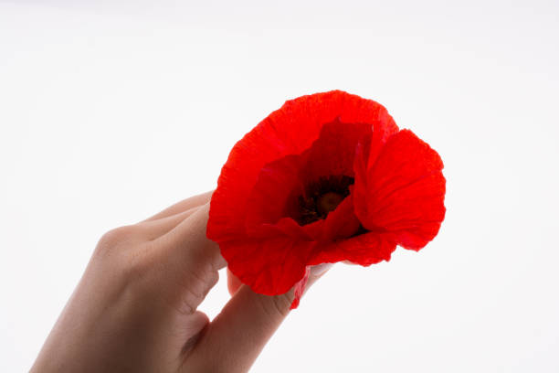 istock Hand holding a Red Poppy 1030478162