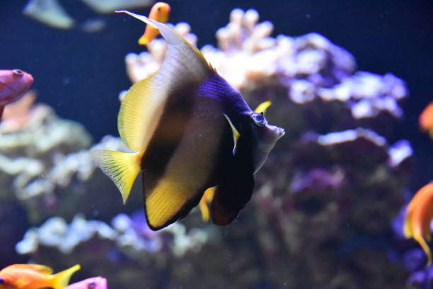 istock Red sea bannerfish close-up 1030479102