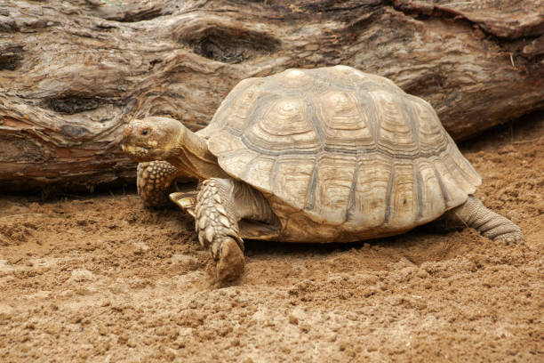 istock Big turtle close up standing on the ground 1030485030