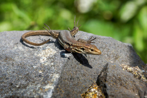 istock lizard is sitting on the big stone 1030485692