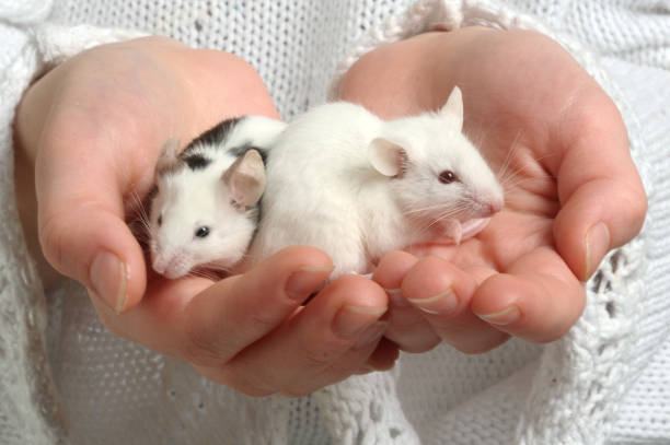 istock Two mice in children's hand 1030486686