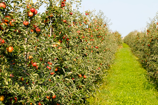 There is a grassy path that leads through the apple orchard