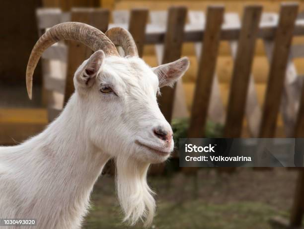 Goats Head Stock Photo - Download Image Now - Goat, Beard, White Color -  iStock
