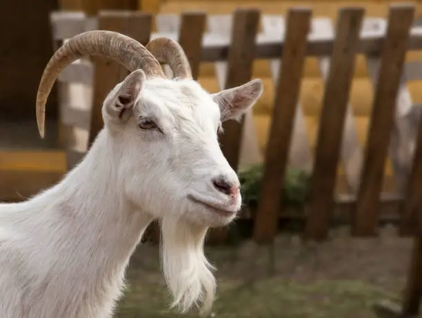 portrait of the white goat at farm near Kazan, Russia