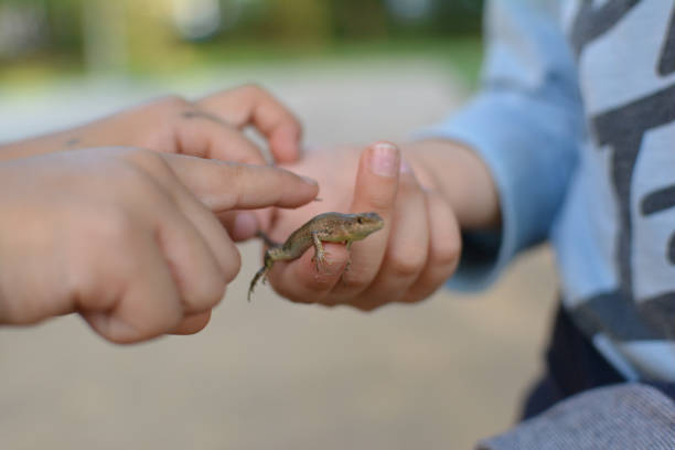 istock CHILDREN HANDS HOLDING A FRIGHTENED LIZARD OR DEFOCUSED BACKGROUND 1030495900