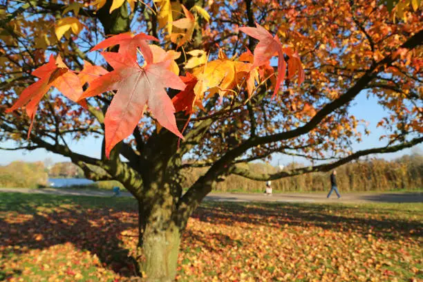 autumn foliage on maple tree