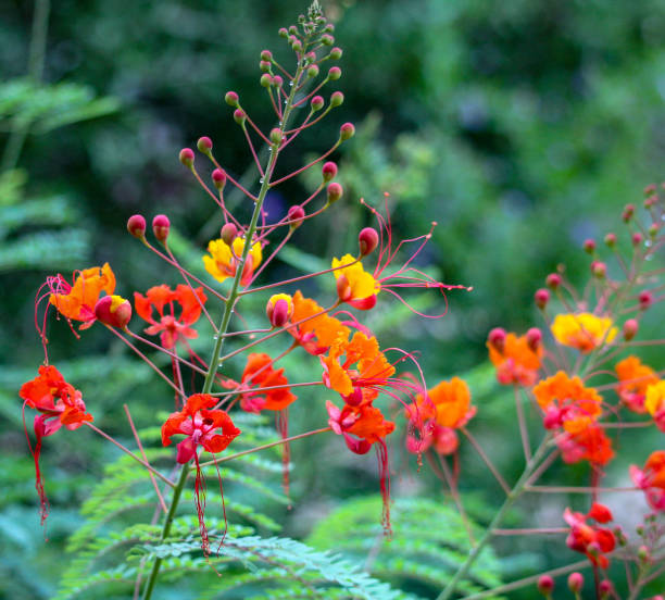 istock Collection of Plants and Flowers 1030499126
