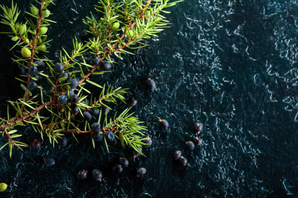 istock Juniper branch with berries on a black background. 1030500320