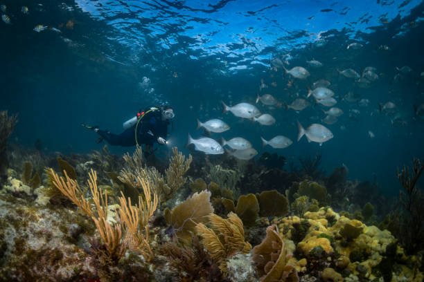 Female scuba diver and the brassy chubs fish View of a female scuba diver and the coral reef with the brassy chubs Kyphosus, a genus of sea chubs (Kyphosus vaigiensis) native to the Atlantic, Indian and Pacific oceans key largo stock pictures, royalty-free photos & images