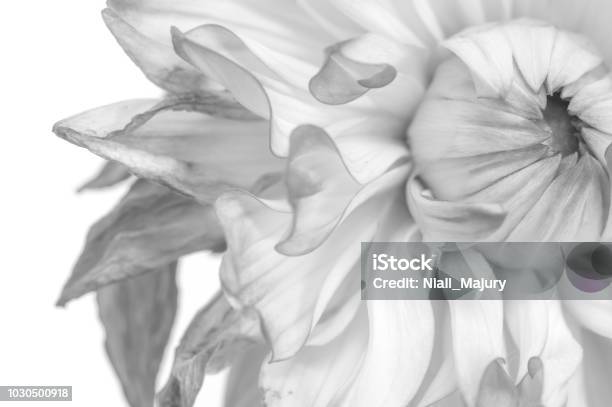 Fioritura Di Dahlia Conseiata - Fotografie stock e altre immagini di Fiore - Fiore, Sfondi, Bianco e nero