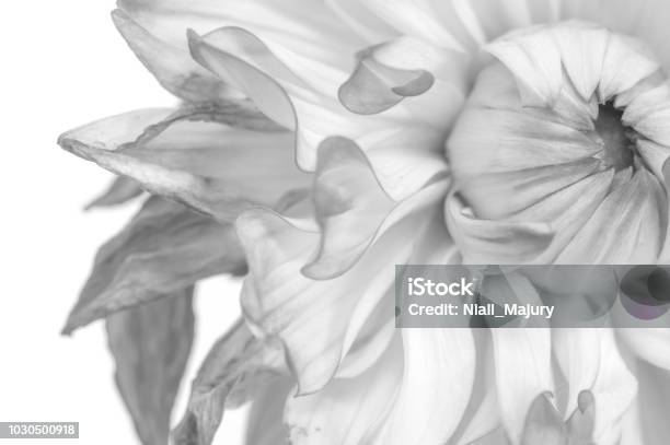 Withered Dahlia Bloom Stock Photo - Download Image Now - Flower, Backgrounds, Black And White