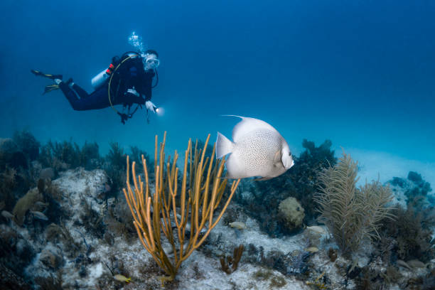 Gray angelfish and scuba diver View of a female scuba diver and the gray angelfish (Pomacanthus arcuatus), grey angelfish or black angelfish, is a large angelfish of the family Pomacanthidae angelfish photos stock pictures, royalty-free photos & images