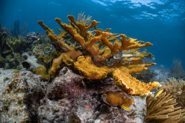 View of the coral reef with the Elkhorn coral (Acropora palmata), a prominent Caribbean reef-building coral, although current populations are still struggling to recover from white band disease outbreak