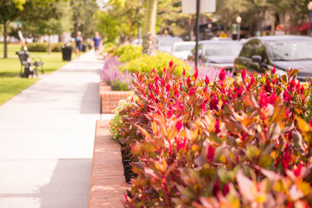 Landscaped Flowers Line Park Avenue Sidewalk in Downtown Winter Park Florida USA This is a horizontal, color photograph of a flowers landscaped along the sidewalk of Park Avenue in downtown Winter Park, Florida. People walk in the background on a Saturday morning. winter park florida stock pictures, royalty-free photos & images
