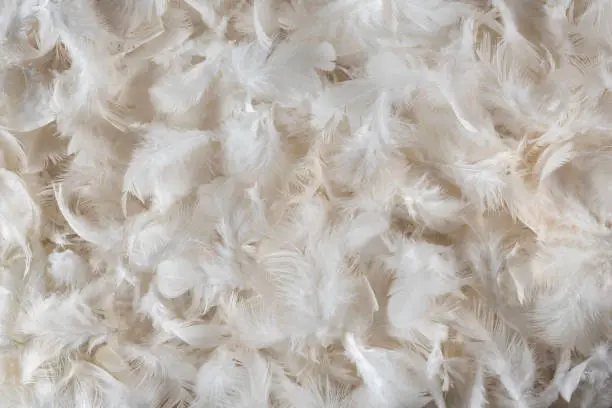 Photo of White feather background