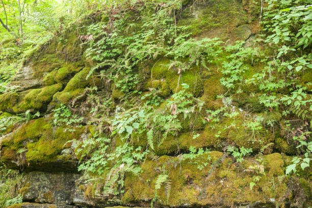 istock Rocky cliff covered in moss and plants 1030509180