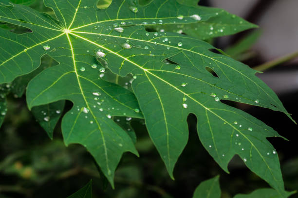 istock rain water drops on the green leaf 1030509550