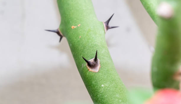 istock thorn on the trunk of green tree 1030509628