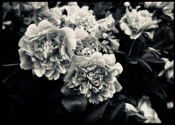 istock Beautiful Peonies in Black and White 1030518302