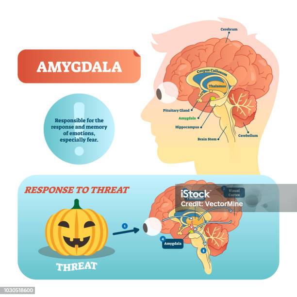 Amygdala Medical Labeled Vector Illustration And Scheme With Response To Threat Stock Illustration - Download Image Now