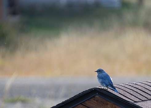 male mountain bluebird sitting perced on a shed roof