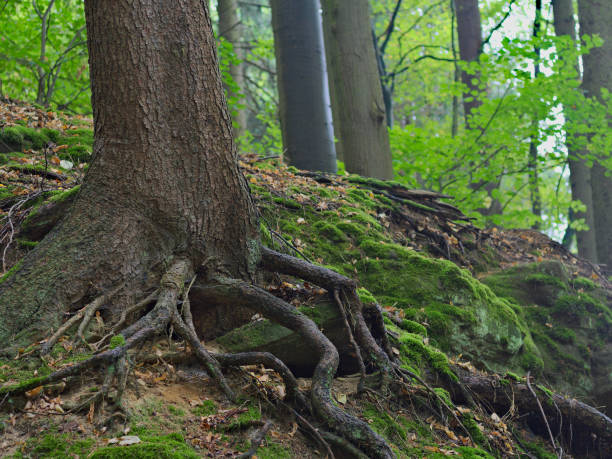 istock A forest in Franconia 1030537706